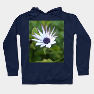 Startled African Daisy Flower Hoodie